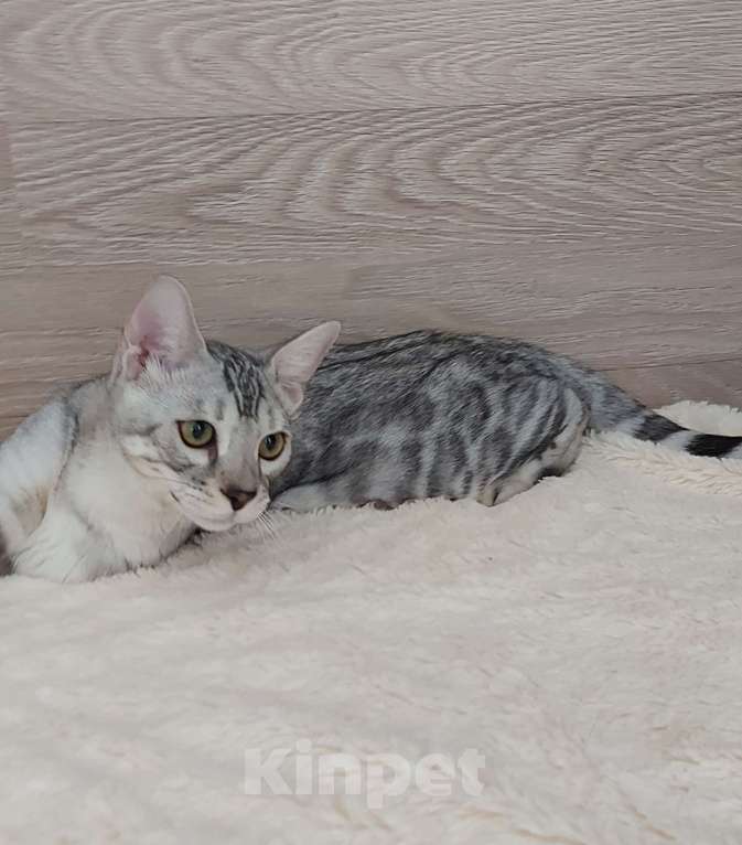 Кошки в Москве: Бенгальские котята  Мальчик, Бесплатно - фото 2