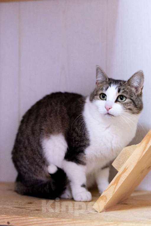 Кошки в Москве: Она спасла своих малышей. Теперь спасите её Девочка, Бесплатно - фото 2