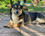 Собаки в Семилуках: Умная собака Девочка, Бесплатно - фото 4