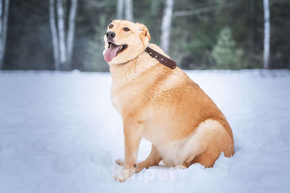 Собаки в Клине: Линдси - ладная собачка Девочка, Бесплатно - фото 3