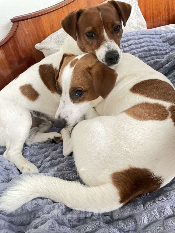 Собаки в Севастополе: Щенки Джек Рассел терьера Мальчик, 35 000 руб. - фото 8