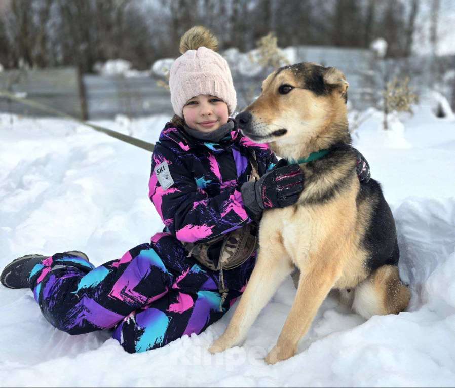 Собаки в Королеве: Марк - нежный мальчик Мальчик, Бесплатно - фото 2