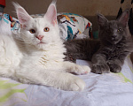 Кошки в других городах Ленинградской области: Котята Менйн Кун polidakt Мальчик, 30 000 руб. - фото 6