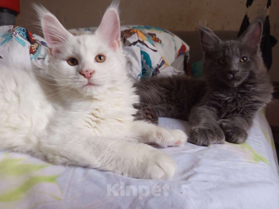 Кошки в других городах Ленинградской области: Котята Менйн Кун polidakt Мальчик, 30 000 руб. - фото 6