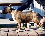 Собаки в других городах Краснодарского края: Щенок бультерьера из питомника Девочка, Бесплатно - фото 1