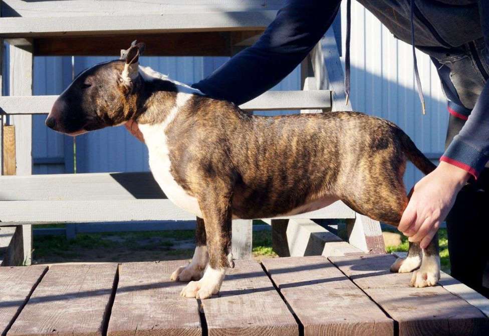 Собаки в других городах Краснодарского края: Щенок бультерьера из питомника Девочка, Бесплатно - фото 1
