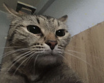 Кошки в Ижевске: Отдам в добрые руки кошку  Девочка, Бесплатно - фото 1