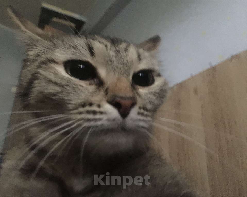 Кошки в Ижевске: Отдам в добрые руки кошку  Девочка, Бесплатно - фото 1