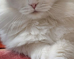 Кошки в Краснодаре: отдам кошечку Белку Девочка, Бесплатно - фото 5