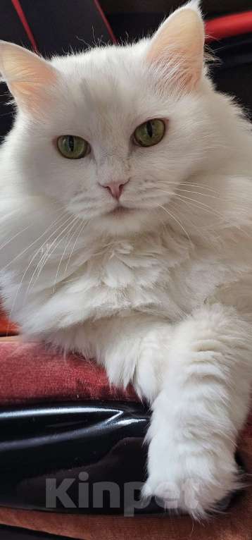 Кошки в Краснодаре: отдам кошечку Белку Девочка, Бесплатно - фото 5