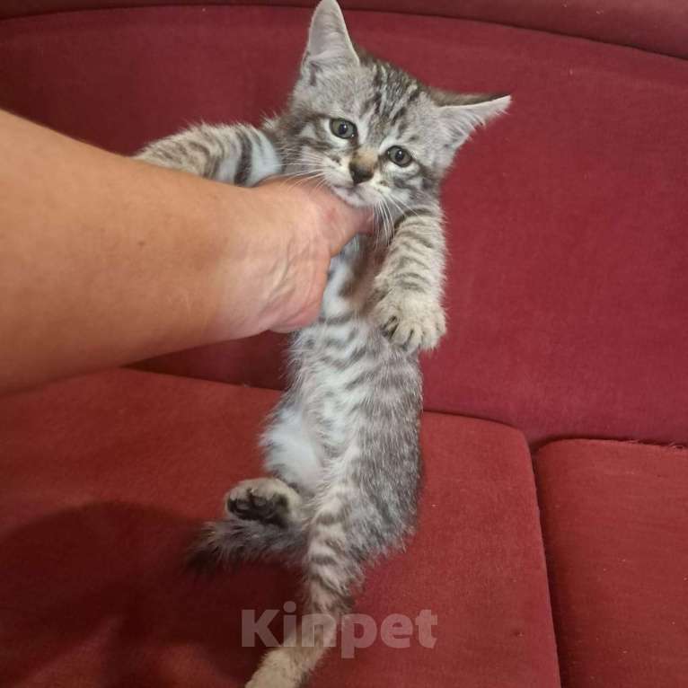 Кошки в Красногорске: Котенок Сильвер 1,5 месяца ждет родителей на передержке  Мальчик, Бесплатно - фото 1