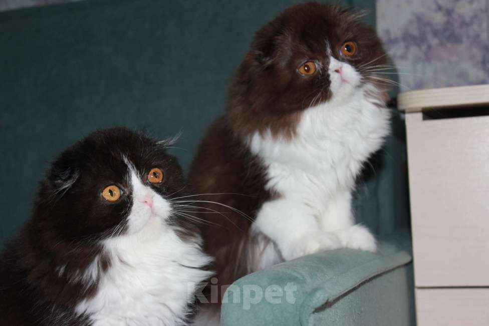 Кошки в Санкт-Петербурге: Шоколадный скоттиш фолд Девочка, 35 000 руб. - фото 4