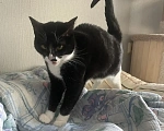 Кошки в Санкт-Петербурге: Кошечка Женя в добрые руки Девочка, Бесплатно - фото 3