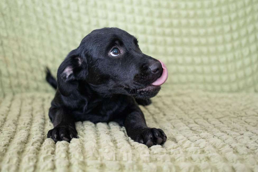 Собаки в других городах Московской области: Щенок в добрые руки  Мальчик, Бесплатно - фото 6