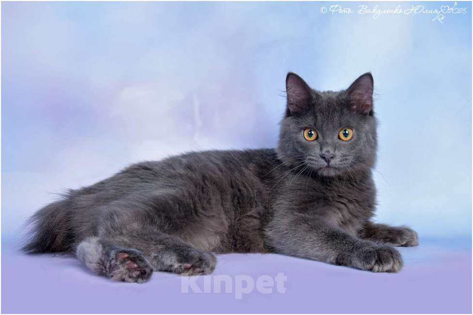 Кошки в Ростове-на-Дону: Курильский бобтейл Мальчик, 40 000 руб. - фото 3