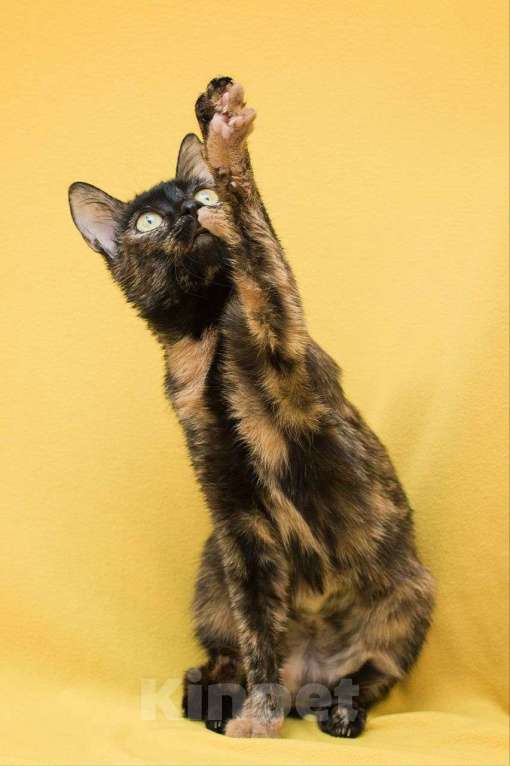 Кошки в Москве: Черепаховая кошечка Лола ищет дом Девочка, Бесплатно - фото 3