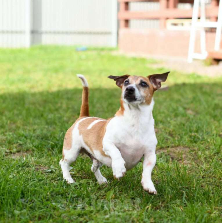 Собаки в Москве: Джек-рассела Бублика чудом спасли после того, как его выкинули хозяева Мальчик, Бесплатно - фото 4