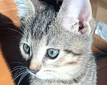 Кошки в Химках: Красавчик Мальчик, 1 руб. - фото 3
