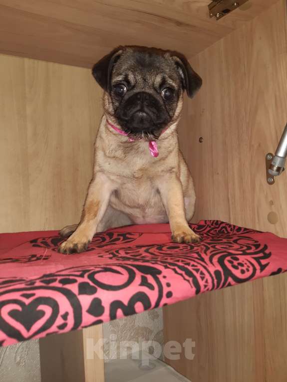 Собаки в Новосибирске: Девчушка мопса 6 месяцев Девочка, 35 000 руб. - фото 3