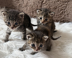 Кошки в Домодедово: отдаю котят Разнополые, Бесплатно - фото 6