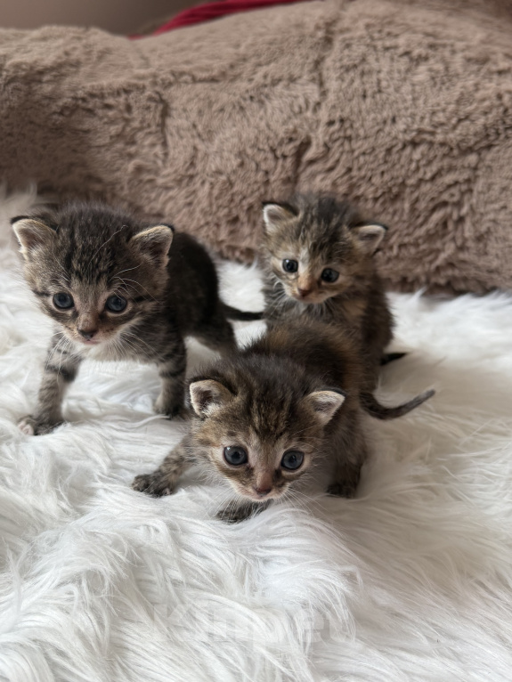 Кошки в Домодедово: отдаю котят Разнополые, Бесплатно - фото 6