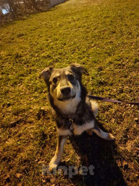 Собаки в Лосином-Петровском: Даная якутенок в добрые руки Девочка, Бесплатно - фото 5