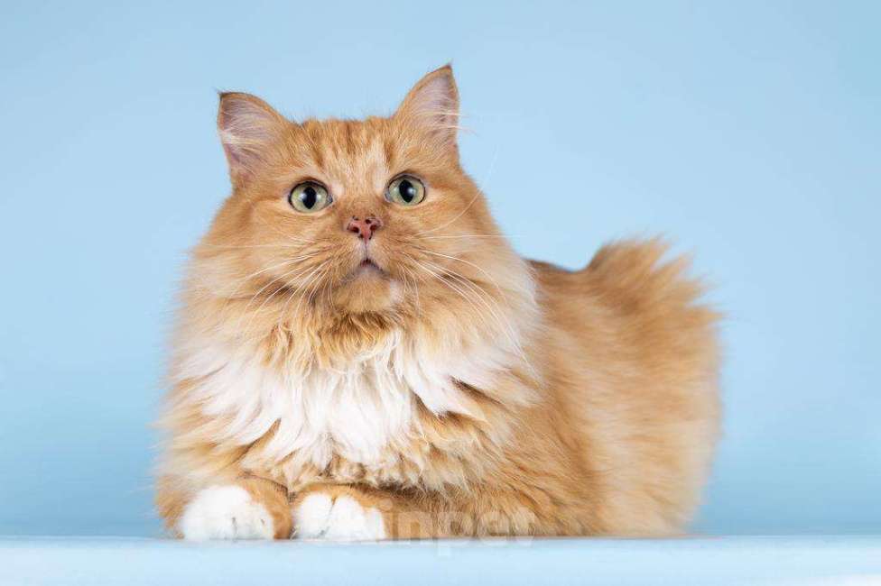 Кошки в Москве: Кошечка Дюймовочка ищет доброе сердце.  Девочка, Бесплатно - фото 6