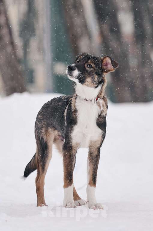Собаки в других городах Московской области: Марио якутенок Мальчик, Бесплатно - фото 2