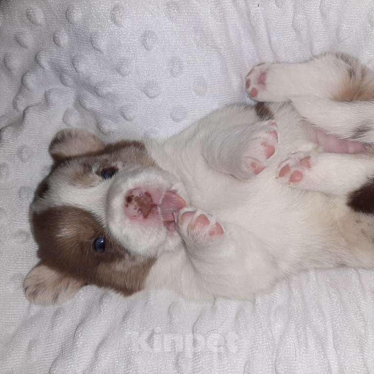 Собаки в Твери: Щенки Вельш Корги Кардиган Мальчик, 50 000 руб. - фото 4