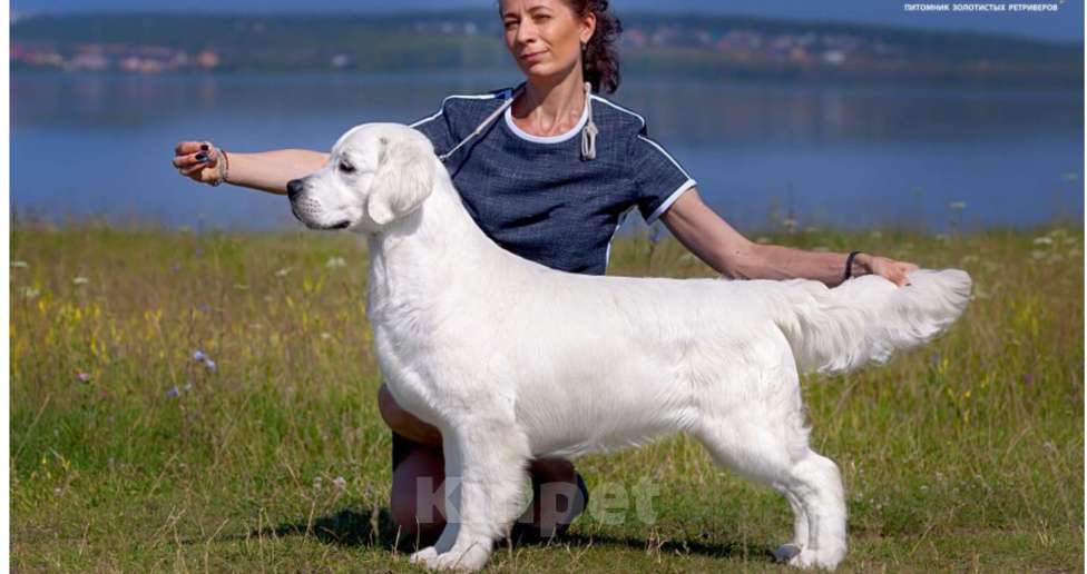 Собаки в других городах Челябинской области: Золотистый ретривер Мальчик, 90 000 руб. - фото 7