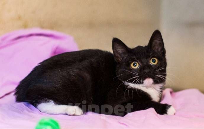 Кошки в Москве: Очаровательные маркизные котята в добрые руки Девочка, 1 руб. - фото 2