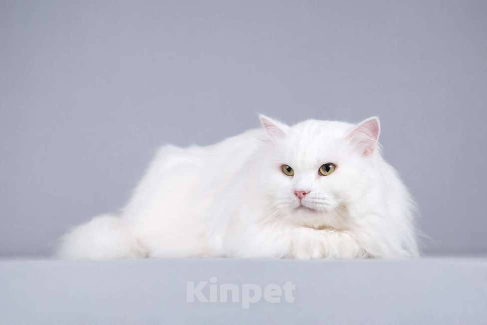 Кошки в Москве: Большой, белый и пушистый кот Сахарок в добрые руки Мальчик, 1 руб. - фото 4