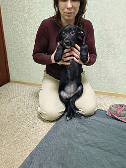 Щенок драдхаар девочка