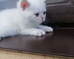 Кошки в Москве: Шотландский котёнок  Мальчик, 15 000 руб. - фото 6