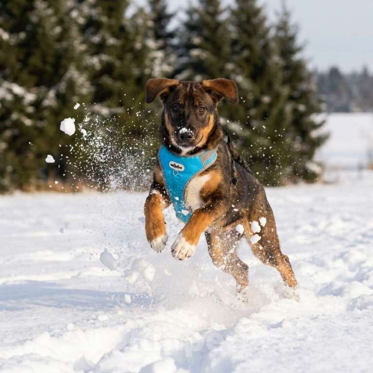 Собаки в Москве: щенок Боб ищет семью Мальчик, Бесплатно - фото 3