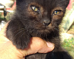 Кошки в Набережных Челнах: пристрой котенка Мальчик, 1 руб. - фото 1
