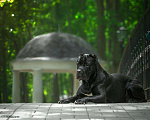 Собаки в Туле: Вязка, 10 000 руб. - фото 4