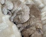 Собаки в Оренбурге: Щенки карликового пуделя Девочка, 35 000 руб. - фото 5