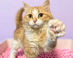 Кошки в Санкт-Петербурге: Пушистый рыжий котёнок. Очень ласковая и игривая. Девочка, Бесплатно - фото 2