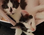 Кошки в Жуковском: Котенок девочка Семечка Девочка, Бесплатно - фото 6