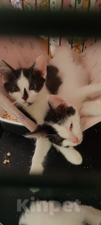 Кошки в Жуковском: Котенок девочка Семечка Девочка, Бесплатно - фото 6