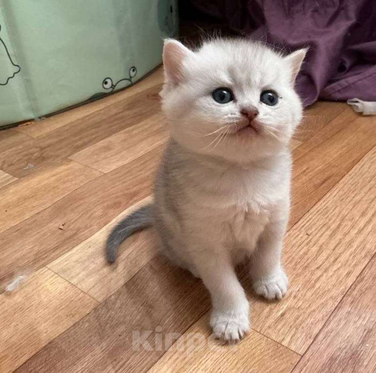 Кошки в Ставрополе: Шотландские котята Разнополые, 15 000 руб. - фото 3