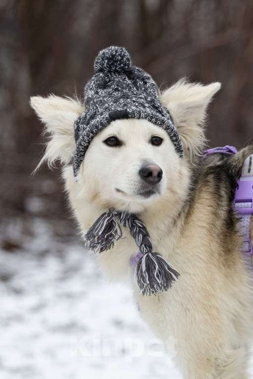 Собаки в Москве: Совсем небольшая ласковая Милка в поисках дома Девочка, Бесплатно - фото 2