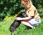 Собаки в Москве: Маленькая собачка Жужа ищет хозяина! Вес 7 кг Девочка, Бесплатно - фото 3