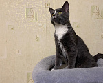 Кошки в Долгопрудном: Котенок из приюта Мальчик, Бесплатно - фото 5