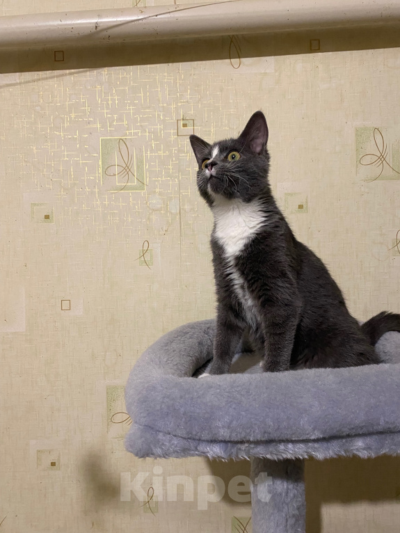 Кошки в Долгопрудном: Котенок из приюта Мальчик, Бесплатно - фото 5