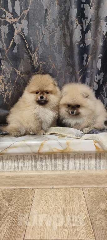 Собаки в Красноярске: Щенки померанцы Мальчик, 30 000 руб. - фото 3