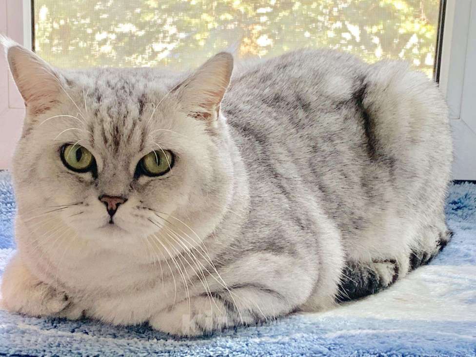 Кошки в Дмитре: Гарант-вязка с серебристым красавцем, 1 руб. - фото 1