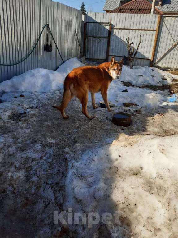 Собаки в Балашихе: Сторожевой пёс Рекс в добрые руки Мальчик, 1 руб. - фото 1