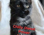 Кошки в Санкт-Петербурге: Chilly Diesel Power черный мейн-кун Девочка, 110 000 руб. - фото 5